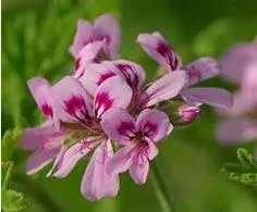 Geranium Absolute(Pelargonium graveolens)